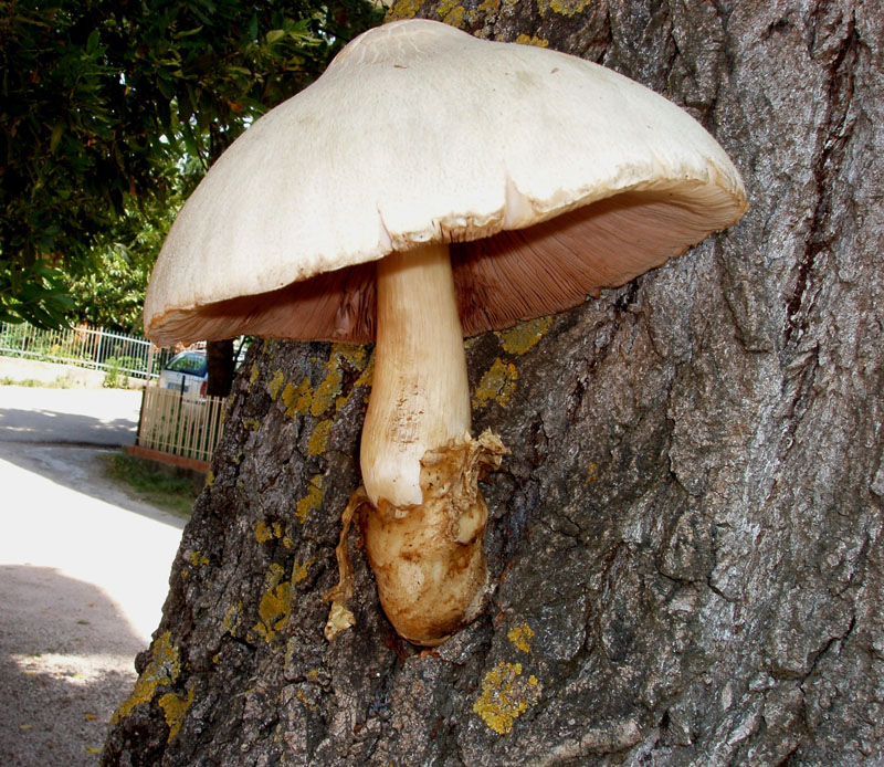 Volvariella bombycina